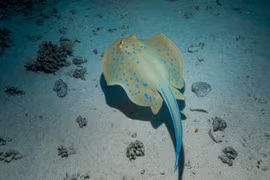 Nọc độc đáng sợ của cá đuối chấm xanh trên cơ thể