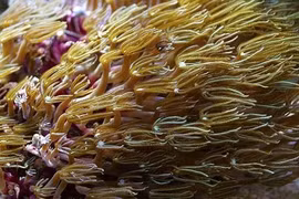 San hô đàn ống - 'bản nhạc sống' dưới đáy đại dương