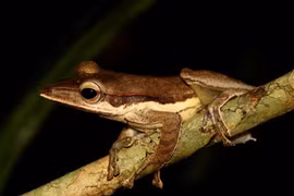 Cái mõm dài kỳ lạ của loài ếch hiếm trong rừng rậm Đông Nam Á 