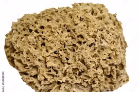 Bọt biển tắm - sinh vật kỳ diệu của đại dương qua hàng trăm triệu năm