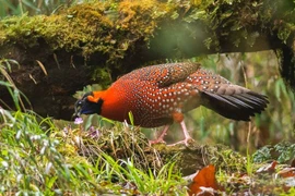 Vẻ đẹp kỳ lạ của gà lôi tía sừng xanh trên đỉnh Himalaya