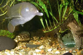 Bí ẩn về bộ não và khả năng cảm nhận điện của cá vòi voi đuôi ngắn