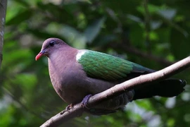 Chim cu luồng: Loài chim lặng lẽ với vẻ đẹp lấp lánh trong rừng