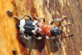 Chiến thuật săn mồi tinh vi của bọ kiến trong rừng thông