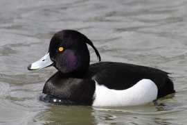 Loài vịt có mào kỳ lạ chỉ xuất hiện tại Việt Nam vào mùa đông