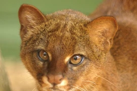 Beo chồn: Loài thú có ngoại hình lạ và khả năng thích nghi cao