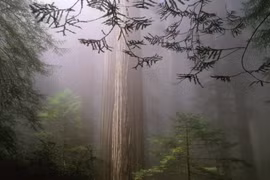 Loài cây cao nhất thế giới, sống nghìn năm, không sợ cháy rừng