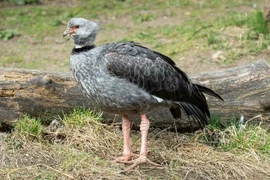 Loài chim kỳ lạ Nam Mỹ với gai nhọn và tiếng kêu vang xa