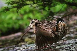 Chiếc mỏ dài của chim rẽ và vai trò trong hệ sinh thái Việt Nam