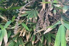 Hiện tượng tre ra hoa: bí ẩn sinh học và ý nghĩa thực sự