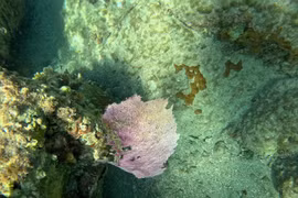 Vẻ đẹp kỳ diệu của quạt biển trong lòng đại dương