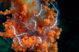 Sinh vật có 'tay như rắn', càng đứt càng mọc lại