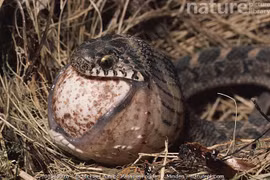 Rắn ăn trứng - kẻ săn mồi không răng với 'công nghệ' tiêu hóa kỳ lạ