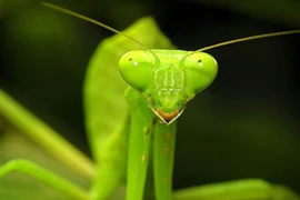 Bọ ngựa: sát thủ thầm lặng với khả năng săn mồi siêu tốc