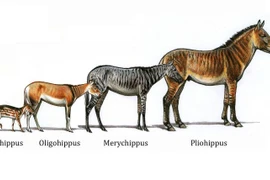 Hành trình tiến hóa của ngựa từ thời cổ đại đến hiện đại