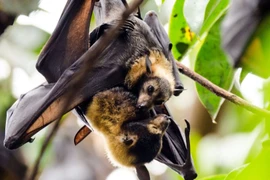 Dơi ngựa đeo kính: loài dơi lớn, quan trọng trong rừng nhiệt đới
