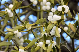 Loài cây 'ăn bám' nhưng được tôn sùng như cây thiêng