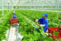 Đổi mới cơ chế khoa học công nghệ, thúc đẩy phát triển nông nghiệp xanh