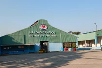 Hơn 120 tấn lợn bệnh, HaLong Canfoco nói không đưa vào sản xuất, cung ứng