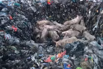 5 ổ dịch tả heo Châu Phi được phát hiện tại Gia Lai