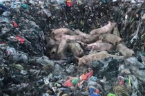 5 ổ dịch tả heo Châu Phi được phát hiện tại Gia Lai