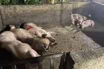 3 tấn thịt lợn nhiễm dịch tả được phát hiện ở Hà Nam