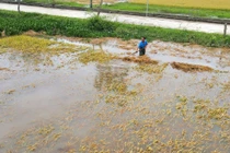 Hà Tĩnh thiệt hại lớn do mưa lũ bất thường