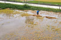 Hà Tĩnh thiệt hại lớn do mưa lũ bất thường