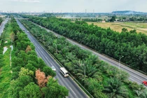 Không trồng cây xanh trên dải phân cách: Hết lãng phí... tai nạn giao thông?!