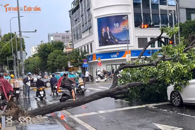 Cây xanh đổ chắn đường Điện Biên Phủ, hai ô tô bị hư hỏng do mưa lớn