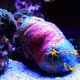 Sinh vật giống 'trái táo' dưới biển, càng đẹp càng nguy hiểm