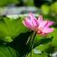 Sự thật ít biết về hoa sen, hạt 'ngủ' 1000 năm vẫn nảy mầm