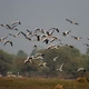 Keoladeo: Thiên đường chim di cư và di sản UNESCO của Ấn Độ
