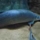 Sự thật về cá hải tượng long, 'thủy quái Amazon' khổng lồ