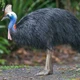 Đà điểu mào hai yếm: Loài chim khổng lồ bí ẩn của rừng rậm