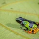 Sự kỳ diệu của ếch Mantella hoa Madagascar
