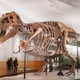 T. rex đấu Triceratops: Ai chiến thắng 66 triệu năm trước?