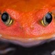 Ếch cà chua Madagascar: loài đặc hữu màu đỏ cam bắt mắt và độc đáo