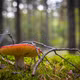 Vẻ đẹp mê hoặc của nấm Russula emetica và những nguy hiểm tiềm tàng