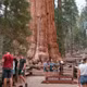 Thế giới kỳ diệu của cây lớn nhất Trái Đất - General Sherman