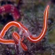 Khám phá giun vòi: kẻ săn mồi biển độc đáo với khả năng tái sinh ấn tượng