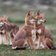 Loài chó hoang quý hiếm sống ở nơi cao nhất châu Phi