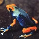 Loài ếch sặc sỡ nhất thế giới, nhiều người nuôi làm cảnh dù cực độc 