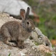Điều đặc biệt về loài thỏ nhỏ nhất Bắc Mỹ