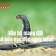 [INFOGRAPHIC] Rắn hổ mang đất sở hữu nọc độc nguy hiểm