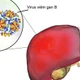 Viêm gan siêu vi B - kẻ giết người thầm lặng 