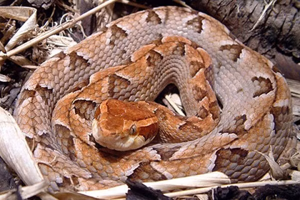 Diem danh 6 loai ran luc cuc doc xuat hien nhieu o Viet Nam-Hinh-5