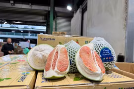 Bưởi Việt Nam vào Australia: Khởi đầu mới hay chỉ là biểu tượng?