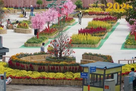 Khu đất vàng bỏ hoang thành vườn xuân rực rỡ ở TP HCM