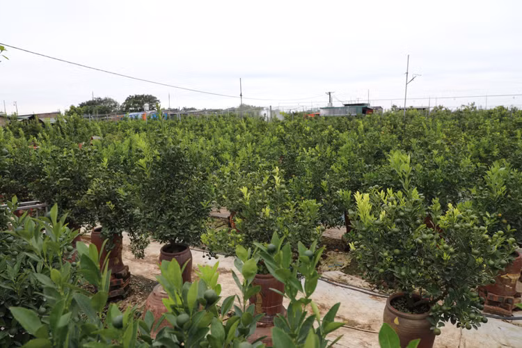 Quất cảnh Tứ Liên náo nức một mùa bội thu - Hình 4 Quat canh Tu Lien nao nuc mot mua boi thu-Hinh-4
